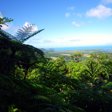 Regenwald, Australien Studienreise.